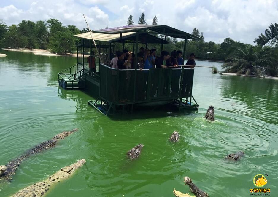 7月15日，春武里府相关部门负责人对芭提雅大象王国的鳄鱼池进行检查，大象王国负责人介绍称园内的2个鳄鱼池共有4000只鳄鱼。