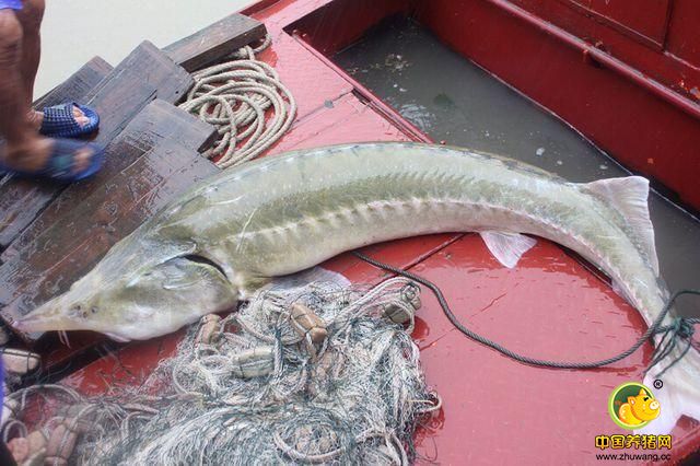 该鱼长2米12、重约200斤，经长江水产科学研究所专家鉴定确认此鱼为鲟鳇鱼杂交品种，属于外来物种，也是禁止在长江流域放生的物种。