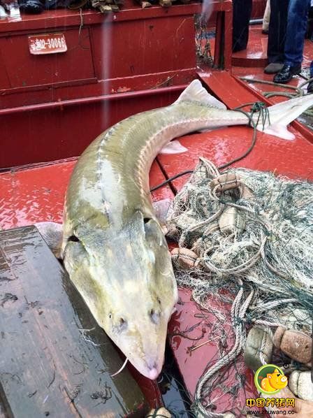 市渔政部门将此鲟鱼移交给武汉市水生野生动物救护中心暂养，并用于科普宣传教育活动。