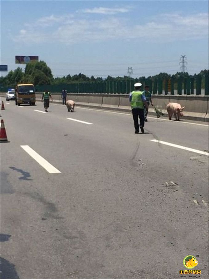 而当地成雅高速交警，则扮演起“赶猪人”的角色，拿着枝条穷追围捕。1个小时才把出逃的9头猪抓回了货仓。但此次事故也造成了30头猪中的21头不幸死亡。最终被捕获的逃亡肥猪，仍被送往了屠宰场。图为现场。