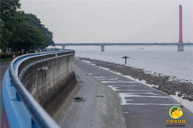 7月25日，记者在之江路婺江路口钱塘江边采访时，发现一名男子躺在江堤底下的江滩上。记者走近男子，发现对方睁开眼睛却不说话，以为男子在睡觉，担心吵醒对方，于是离开继续采访。