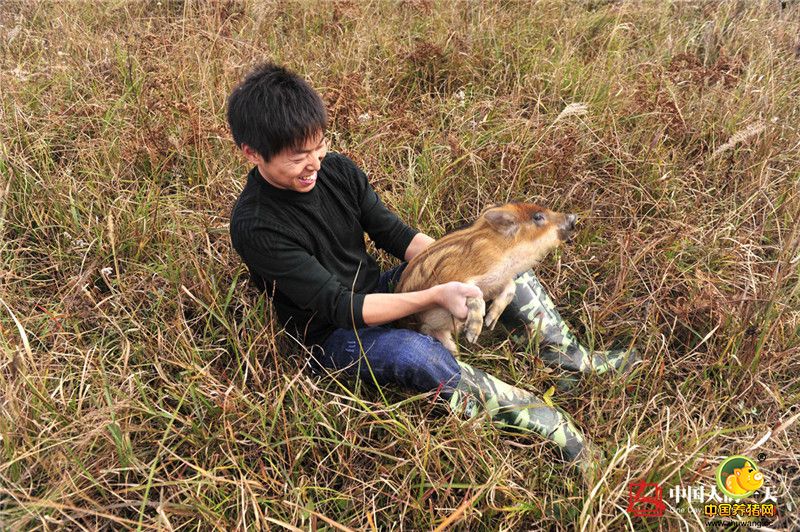 覃沛亮大学毕业后，本来有一份轻松稳定的工作，但是他却辞了职，去做辛苦又不稳定的销售，通过努力挣得第一桶金。28岁时他又顶着家人的反对，开始在深山老林里养起了野猪。为此，家人和朋友都说他“不安分”。