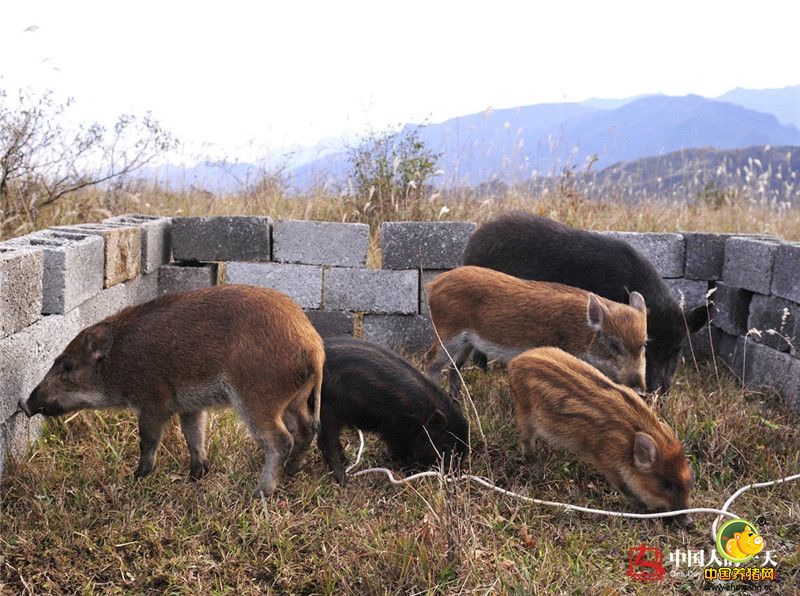 覃沛亮的野猪场地处山顶，上山的路十分难走，随着山势加高，路也越来越陡峭，走到水泥路尽头处，只能弃车步行。到达山顶后，便可见群山起伏，云雾缭绕，几头小野猪在高山草甸中间的露天猪圈里啃食野草。