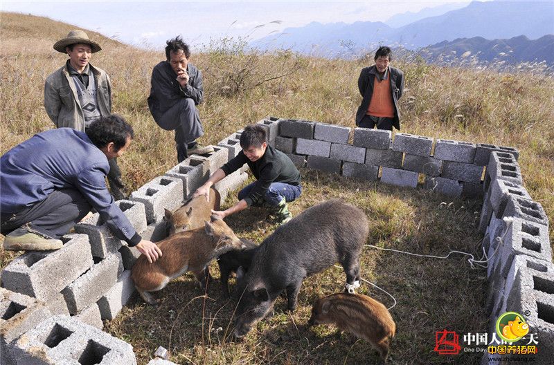 覃沛亮的父亲覃承奎，在村小学教了一辈子的书，说起儿子养野猪依然不是很支持。“儿子性格倔强，挡也挡不住。他养他的猪，我教我的书，我们互不干涉。”虽然老人这样说，但是当儿子需要帮忙时，老人依然跑前跑后。至于那个在山顶流转的将用作野猪养殖基地的1万亩高山草甸，老人说：“我上去看过一次，挺大的，位置也挺好！”