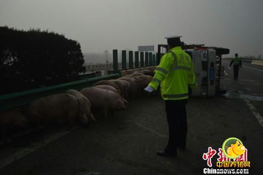 记者13日从河南周口交警支队获悉，该队高速事故大队12日成功处置一起“猪溜高速”事件，不仅为货车司机挽回了损失，也避免了高速交通事故的发生。11月12日13时20分许，一辆载着30头猪的货车因爆胎而侧翻在周口宁洛高速478KM（北半幅）处，受惊的30头猪在高速公路上乱窜，给过往的交通带来了极大隐患。接到报警电话后，周口交警支队高速事故大队民警迅速赶往现场进行施救。赶到现场后，看到侧翻的货车占据了超车道，一群“二师兄”慌乱地聚集在了高速公路上，后方来车只能减速缓慢通行，货车驾驶人正在全力防止“二师兄”到处乱跑。