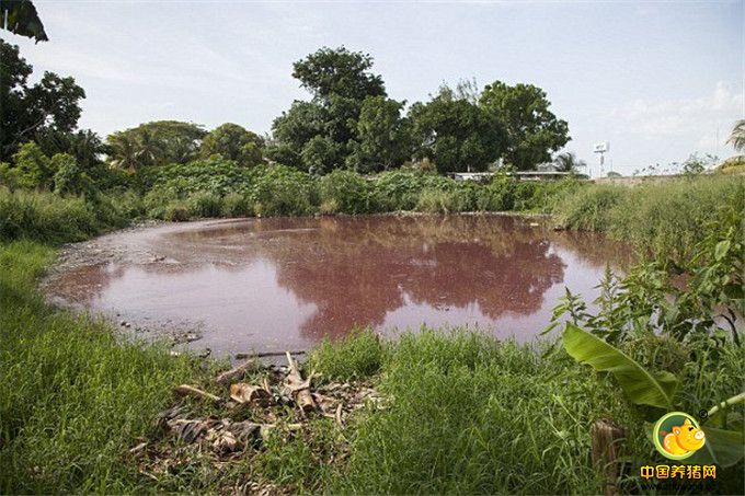 据英国《每日邮报》日前报道，在墨西哥加勒比海南岸、距坎昆市200英里（约322千米）的切图马尔，一座泻湖因附近屠宰场倒入猪血和内脏变成“血湖”，吸引了300只5米长的吃人鳄鱼，吓得附近居民每日提心吊胆。