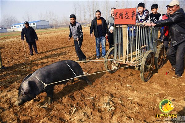 据组织者苗希强介绍，组织“生态黑猪文化节”目的是让人们了解生态黑猪养殖的生存环境，让市民吃到正宗的生态猪肉。从2014年开始，苗希强就自费组织“生态黑猪文化节”，至今已经连续组织了三届，通过这种喜闻乐见的活动，带动了本地生态黑猪养殖。小朋友们在享受黑猪拉车乐趣