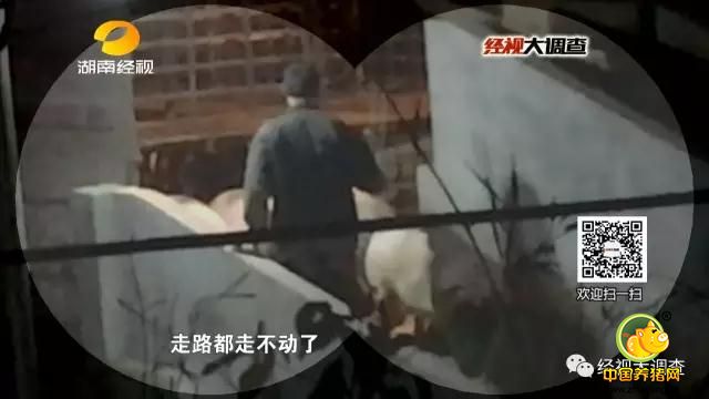 让人奇怪的是，猪叫声停止后，中转站的保养员又将之前运下来的生猪挨个赶上了运猪车。记者仔细观察，被赶上车的生猪相比之前已经明显变胖，个个大腹便便，走起路来左摇右晃，有些甚至直接摔在了地上，无论怎么抽打都站不起来。