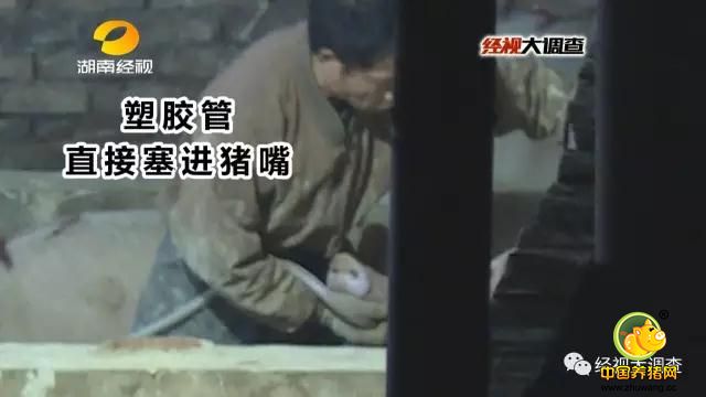 猪中转站究竟往猪胃里灌了什么东西？记者随后以养猪户的名义，进入了生猪中转站。此时，中转站的坪里还停着几台运猪车等着灌好的猪装车。记者围着车厢观察，发现这台车上的猪也都挺着大肚子，猪身上血迹斑斑，有些还口吐白沫。