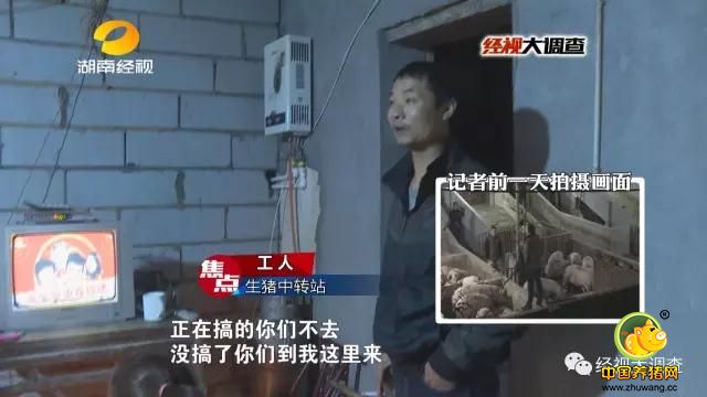 原以为关闭压力灌猪装置就可以逃避执法，可潲缸里还没来得及处理的泥浆却暴露了他们的恶行。同时，执法人员在现场还发现现场等待加灌的生猪本身存在问题。猪圈里这几头猪站立不稳，身体呈现青紫色色斑，疑似病猪。 执法人员现场将这些疑似病猪查扣。