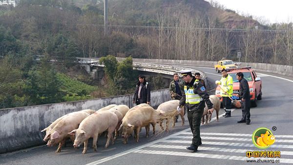 一辆运载生猪的货车1月23日在沪蓉高速公路万州段庙梁隧道内发生侧翻，车上25头待宰生猪脱困后大闹高速。重庆市交通行政执法总队高速二支队五大队执法人员接报后，对事发路段附近匝道口交通管制半小时，撤出事故车辆并转运生猪。执法人员1月24日告诉澎湃新闻，侧翻事故未造成人员伤亡，交通管制期间也未发生次生事故。