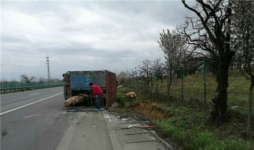 近日，一辆拉运生猪的货车在高速公路行驶途中发生爆胎侧翻，幸被咸阳高速交警巡逻发现，及时救援并撵猪上车，消除了一起道路安全隐患，避免了次生事故发生。  4月8日13时，咸阳高交大队西永中队巡逻民警刘建龙、刘凯、上雄驾驶警车沿福银高速长武至西安方向执行巡逻任务，当行驶至乾县段K1760处时，发现前方约一公里处一辆正常行驶中的蓝色货车突然侧翻在应急车道，车上拉运的生猪纷纷窜出车栏逃向公路、田野。