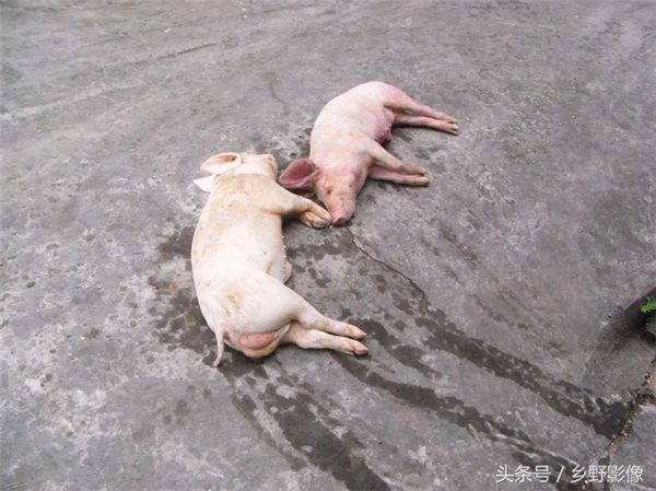 这个是养殖场外面还没有来得及处理的死猪，这个居然被我们看见了，在以前工作的养殖场，这个是绝对不能给客户看到的。