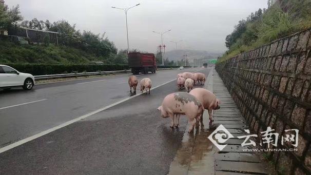 目前，驾驶员已经联系拖车、吊车以及转运的货车到现场协助处理。现场交警提醒，事发路段需要等小猪们转运完毕才能对侧翻的车进行吊车。道路完全疏通预计要到下午三点左右。