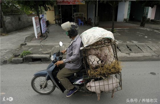 这段时间走很多地方，养殖户普遍的一个态度就是：养猪越来越难养！ 的确，最近生猪行情低迷，很多中小养殖户忧心忡忡，未来养猪想挣钱到底该怎么办？降低养殖成本，提高生产效率才是关键！