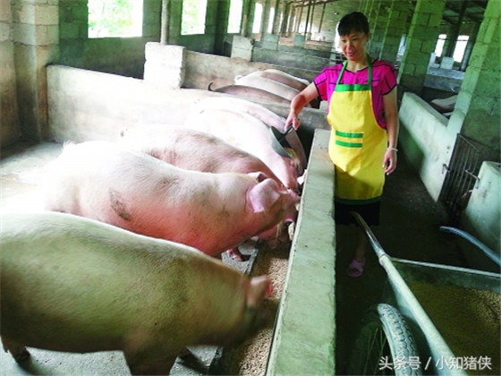 喂含氧汽水增重 用含氧汽水喂养断奶小猪，每隔5天给断奶小猪饮用1次，小猪日增重200～250克。其中含氧汽水就是在普通的饮水中加入一定比例的氧气，通常是1升水中注1升氧。如能在汽水中加些催肥剂之类的添加剂，效果更好