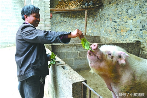 喂黄霉菌素增重 从猪长到35公斤时开始，在饲料中添加黄霉菌素，猪日增重可提高7%，饲料转化率可提高5%，黄霉菌素的添加量：仔猪每公斤饲料添加20毫克，育肥猪每公斤基础日粮添加50毫克，每公斤矿物质饲料中添加250毫克。