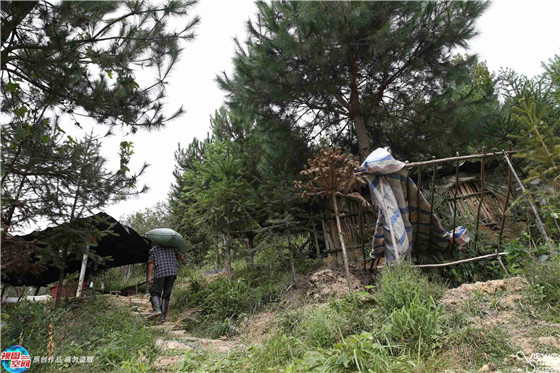 平时，李永贵隔三差五就从村里往山上或扛或挑物资，每趟来回需要3小时。李永香就负责煮食、打扫卫生。另外，他们还很注意环保，将一些水源地段用木材隔开，并把猪粪捡拾起来种红薯。