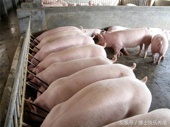 添加油脂。在断奶仔猪的饲料中，添加大豆油和椰子油各50%的混合油，每天在饲料中添加量为日粮的2%-5%，其增重比不喂油脂的高14.5%。冬季，在猪的日粮中添加2%～3%的动物油脂，可使猪增重提高12%～15%，节约饲料8%～10%。