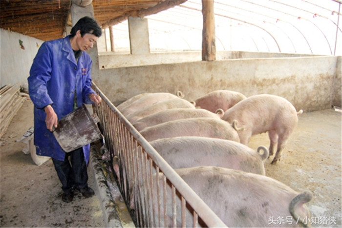 不能直接喂生豆腐渣 　　 豆腐渣不能直接生喂，因为生豆腐渣中含有的血球凝集素是有毒物质,同时，其中含有的抗胰蛋白酶会阻碍机体对蛋白质的消化吸收，影响猪长膘，因此，用豆腐渣喂猪前要经过加热煮熟，加热时间以10~15分钟为宜。 　　如果不慎用生豆渣喂了猪导致猪中毒了怎么办呢?若确定为生豆渣引起的猪“饲料中毒”，可用肾上腺素和硫酸阿托品进行治疗。 