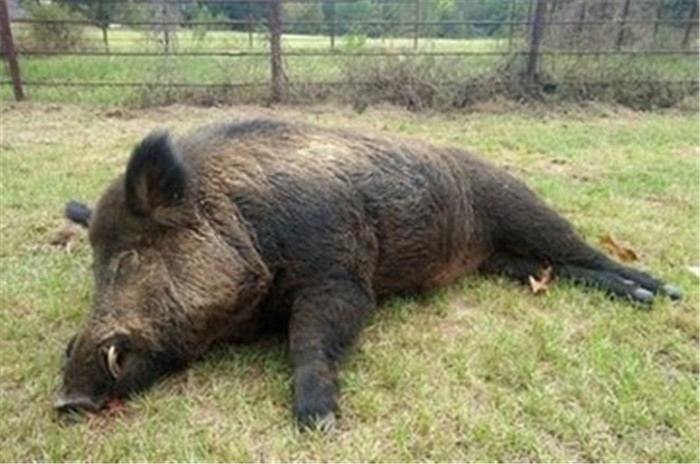 当地居民每户发放一支猎枪鼓励他们猎杀野猪，如此一来，居民们不仅能从中体验打猎的乐趣，还能使野猪泛滥的现象得到缓解，一举两得 