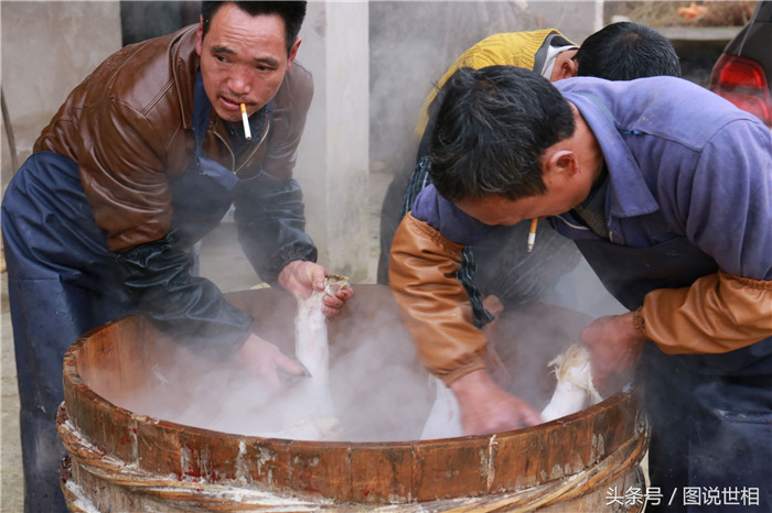 这个大桶是用来烫猪的。水温是很关键的，必须要经验丰富的师傅来把关，他们直接用手来感觉水温。水温太高，会把猪皮烫得太过而泛红，不好看；水温太低，猪毛又刮不下来。 