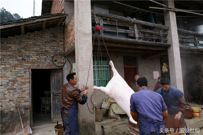 现在需要将猪倒挂起来。以前需要几个人合作靠蛮力才能完成的任务，现在只需要一个滑轮就搞定了。看来当个杀猪匠也得讲科学呀。 