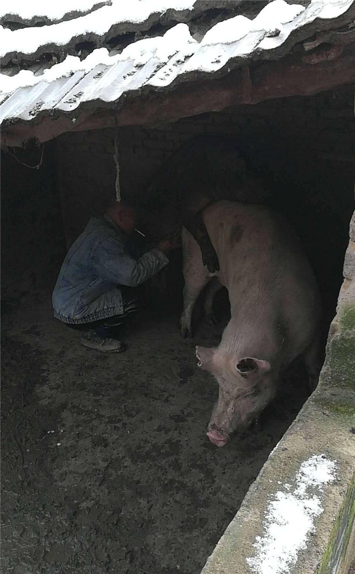 我们几个人看的是真着急，这猪交配咋这么困难呢。在这紧急时刻刘大爷过去搭一把手。刘大爷说猪也上年纪了，这头猪都养了十多年了，身手也不麻利了。 