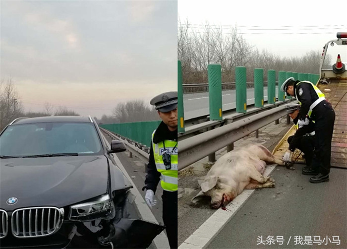 “我的车撞上了一头猪！你们快来！”12月25日，山西高速四支队三大队接到的报警电话里当事人这样说。民警火速赶往事发现场。到达现场后，只见“二师兄”拖着一瘸一拐的腿正在路边悠闲地散步，而“白龙马”——这辆宝马汽车受伤严重。据驾驶人介绍，行驶时他看见前方有头猪，于是猛打方向想避开，可旁边车道也有车辆经过，躲闪不及撞上了它。 