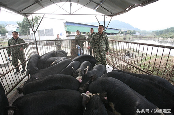 又一批商品猪出栏了，赚钱的时候终于来啦！ 