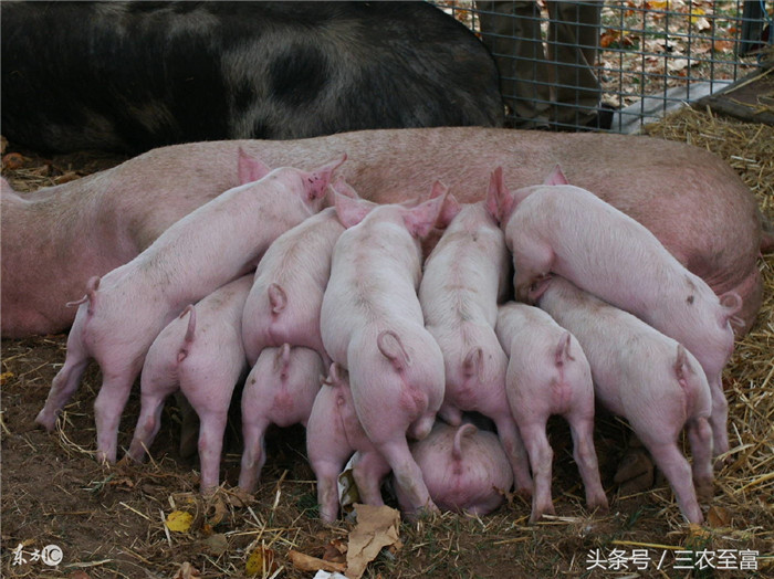 近年来，猪场的副嗜血杆菌、猪丹毒、链球菌、传染性胸膜肺炎、沙门氏菌、大肠杆菌、魏氏梭菌、劳索尼亚氏菌（回肠炎）等细菌性传染病的发病普遍存在，部分细菌性传染病呈急性、爆发性发生，如：猪丹毒、传染性胸膜肺炎、副嗜血杆菌，给养殖业造成巨大的威胁和损失。 