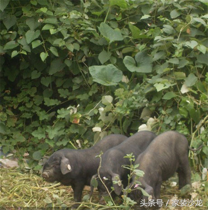 天气晴朗，跟小猪去溜达 