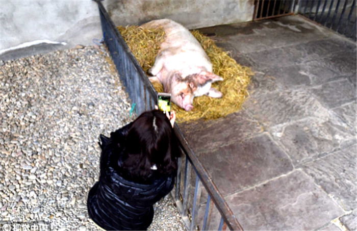 近日，“猪坚强”的主人、建川博物馆馆长樊建川表示，“猪坚强”已经快11岁了，相当于人类的80岁，脚上又有伤，恐怕再难站起来。由于其年岁已大，随时都有可能离开。目前，博物馆方面打算在它死后将会让它回归土地，并做等比例铜像用以纪念。对于这个消息，多数网友倍感惋惜，要知道当年这头猪可是牵动了很多人的心。 