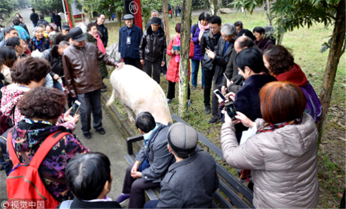 2017年12月5日，四川汶川地震“猪坚强”仍潇洒的生活在建川博物馆，独享“一室一厅”的套房，目前正迎来地震后第10个冬天。“猪坚强”每天都要走出“套房”溜达，同时引来众多游客为其拍照。有游客感叹，“猪坚强”真幸福，堪比享受“国宝”般的待遇。 