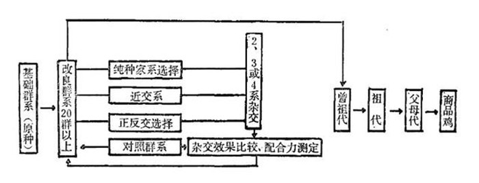 通常我们看见的都是讲某集团从某育种公司引进多少头曾祖代（GGP）种猪、祖代（GP）种猪或原种猪。这些都是育种学上的概念，“原种”没有经过杂交的品种，比如本地黑猪；“曾祖代”、“祖代”、“父母代”、“商品代”是对某一阶段具有某种特点的畜禽的称呼；“父母代”的畜禽生产性能受影响变化大、“商品代”的畜禽不能种用。关系如下：