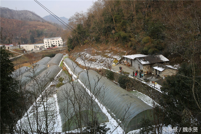 51岁的陈维兵和41岁的何登琴种大棚菜已有7年，现在家门口的9亩地里有8个大棚，每个大棚一年要种3-4季菜。每个大棚的毛收入都上万。 