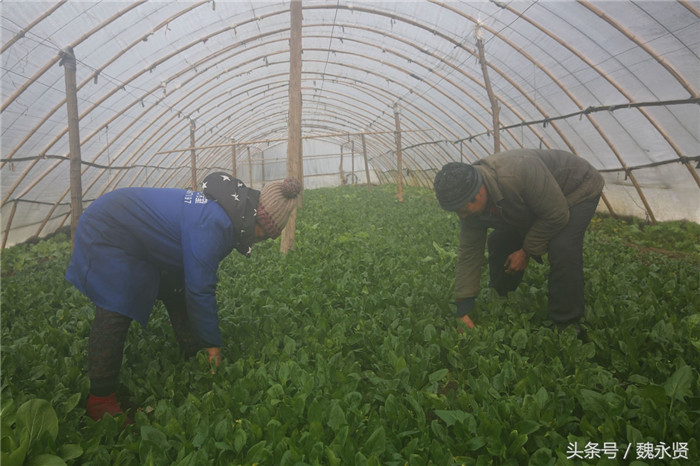 他们种了3大棚菠菜，能收上千斤菠菜。今年年前雪多，绿叶菜的价格不断上涨。 