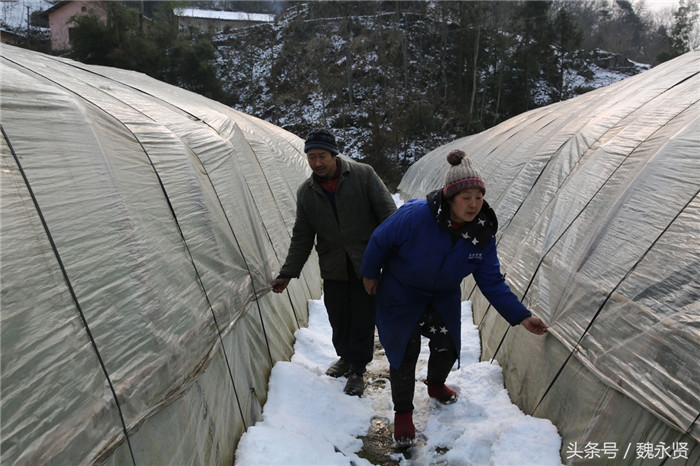 下雪，菜价会涨，这让他们高兴，但也让他们担心大棚被大雪压塌。“要是大棚压塌了，我们家一夜间就成了贫困户。不但大棚里的菜全完了，重修一个竹架大棚要花五六千元。”何登琴说。今年接连下了几场雪，一下雪夫妻俩夜里都不敢睡觉，摸黑去清除大棚上的积雪。 