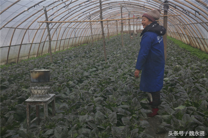 种大棚菜需要技术和经验，2016年冬天，他们的莴笋被冻死，这两年他们用土办法给大棚菜取暖，在莴笋棚里生了3个炭火盆，上面煮着水，让水蒸气去温暖怕冻的蔬菜。 