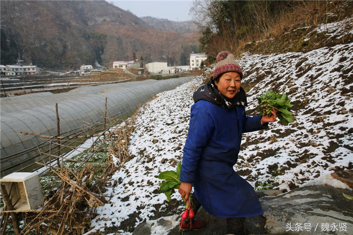 “我们家都没有买过菜，一年四季大棚里都有菜，去菜地里拔一把就能炒个菜。”何登琴在菜地里拔了几个萝卜一把菠菜回家做饭。 