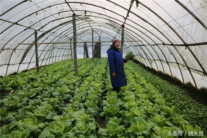 别小看这白菜，这样的新鲜白菜在春节上市也能卖个好价钱。 