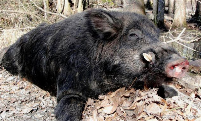 想要抓住野猪，就要先熟悉它的生活习性，它一般大白天不爱出来，都是凌晨或者夕阳西下的时候才出来找吃的，捕捉它们的时候要选择这些时候下手。 