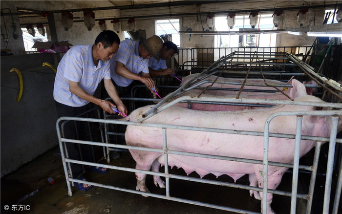 人：以人为本，发挥人的主观能动性，主动学习养猪管理新知识，掌握生猪行情。 