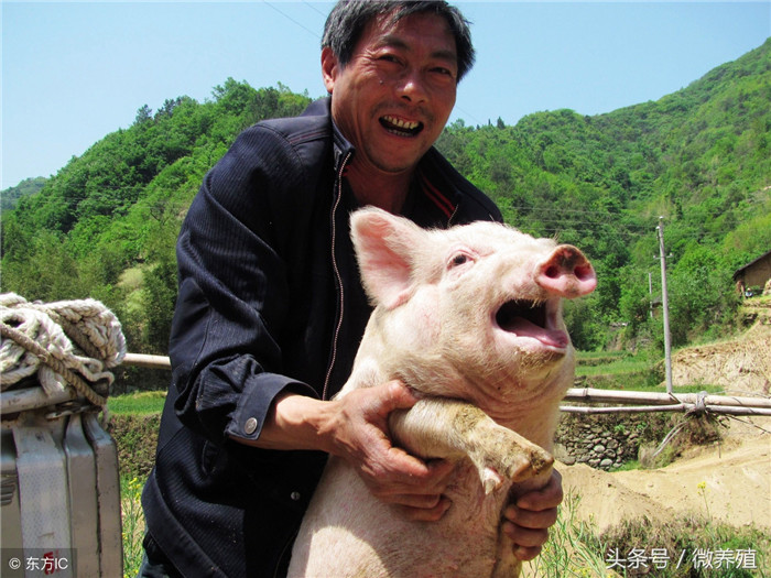 五、坚持自繁自养。有技术的养猪人可自己饲养优良种公猪、种母猪，自己培育杂交仔猪，自己育商品猪，有利于防疫灭病，提高仔猪成活率，降低饲养成本。 