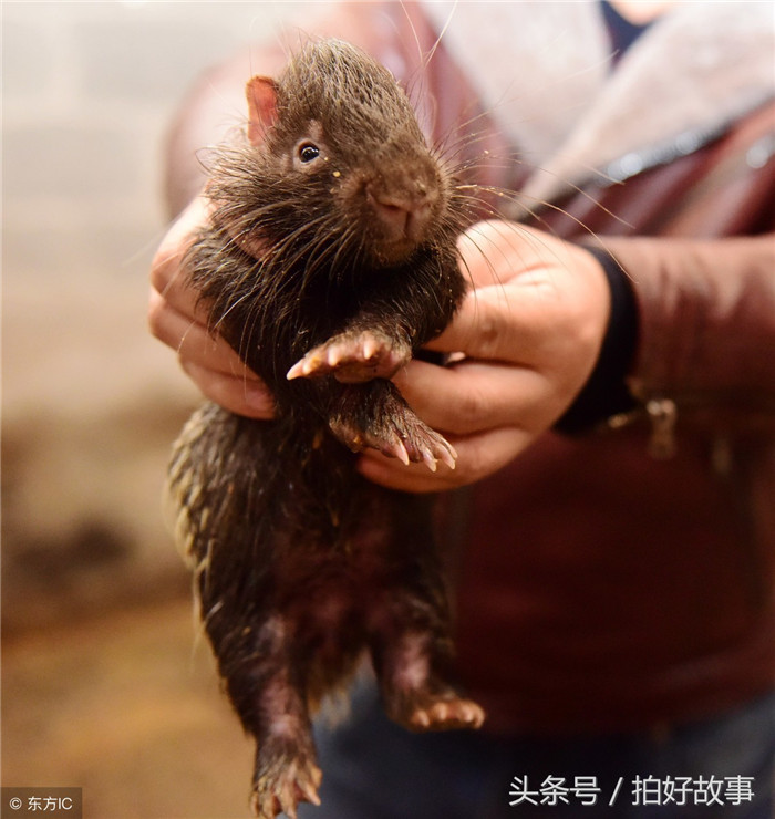 豪猪是一种很美味的食品，很多人都喜欢吃。（图片来自东方IC） 