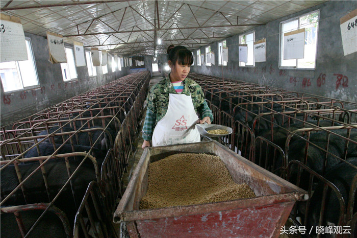 怀孕后的母猪被精心照顾，投喂高营养、易消化的饲料。 