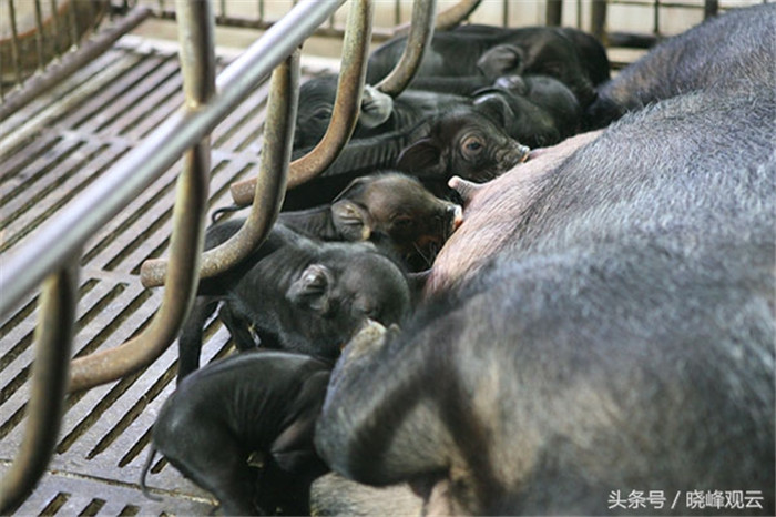 小猪出生后不久，就可以吃奶了。 