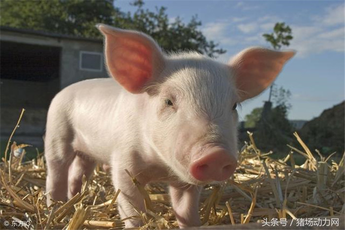 除此之外，元旦后到春节前生猪压栏情况普遍，不论是东北、华北还是西南，大量300斤以上的生猪压到了节后。这就导致原本应当在1-2月份出栏的生猪转移到3月份，进而加剧了价格的下跌。但从需求来看，节后2-3月需求为一年中的低谷，供应明显大于需求，这是最为根本的原因。