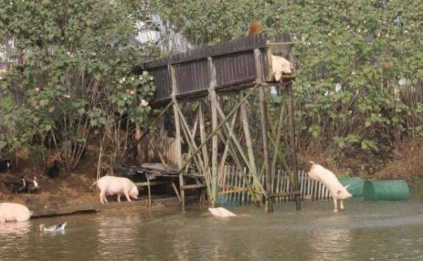 2、大叔介绍，经过跳水游泳锻炼的猪肉比市场上普通猪肉的价格要高近三倍，而且跳水猪已经成为当地吸引游客的景点。