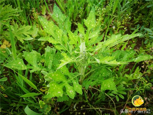 4、泥胡菜是一种野生牧草。在江浙一带清明节有食用青团的习惯，做青团用的野菜一般有三种，泥胡菜、 艾蒿、 鼠曲草。